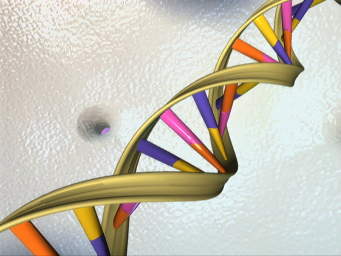 Ribbon diagram of the DNA double helix structure